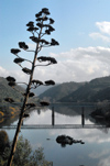 Belver (Gavio municipality) - Portugal: flowering Century Plant or Maguey (Agave americana) and the bridge over the Tagus river / piteira em flor e a ponte sobre o rio Tejo - photo by M.Durruti