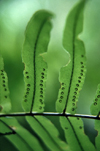 Reunion / Reunio - fern - photo by W.Schipper