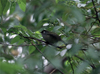 Reunion / Reunio - Zosterops olivaceus - Reunion Olive White eye - Zostrops de la Reunion - photo by W.Schipper