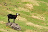 Anse Tamarin, Rodrigues island, Mauritius: black goat tied to a boulder - photo by M.Torres