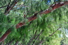 Pointe Coton, Rodrigues island, Mauritius: Casuarina tree branches - twigs bearing minute scale-leaves - photo by M.Torres