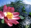 Russia - Krasnodar kray: lotus flower with small fruit - Nelumbo nucifera (photo by Vladimir Sidoropolev)