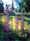 Russia - Krasnodar kray: wild perennial lupin / lupine / tremoceiro - flower spike - legume family (photo by Vladimir Sidoropolev)