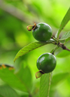 Mt Scenery trail, Saba: fruits of Eugenia tree growing in the forest - photo by M.Torres