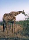 South Africa - Kruger Park (Eastern Transvaal): giraffe - Girafa camelopardalis - photo by M.Torres