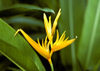 St Lucia: Heliconia - flower at Diamond Botanical Gardens (photo by Andrew Walkinshaw)