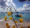 Mustique island (the Grenadines): wild orchid - flower / orquidea selvagem (photographer: R.Ziff)