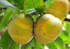 Rio de Ouro plantation / Roa Rio de Ouro - Agostinho Neto, Lobata district, So Tom and Prncipe / STP: Elephant Apples, fruits of the Dillenia indica tree - acidic fruit, onion flavored edible pulp / rvore das patacas - frutos - Ma-de-elefante, rvore-do-dinheiro - photo by M.Torres