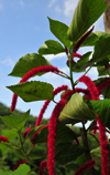 So Joo plantation / roa So Joo, Cau district, So Tom and Prcipe / STP: chenille plant - Acalypha hispida - Philippines Medusa / rabo de macaco, rabo de gato - photo by M.Torres