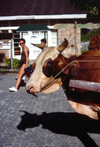 Seychelles - La Digue island: ox - bovine taxi - taxi Seychellois - photo by F.Rigaud