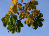 Slovakia: Autumn colours - photo by J.Kaman