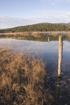 Slovenia - Pivka Valley: Palsko lake - pole and submerged grass - photo by I.Middleton