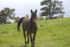 Slovenia - Cerknica municipality: horse on Slivnica Mountain - photo by I.Middleton