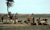 Somalia - coastal plain north of Mogadishu - Somali nomads setting up camp on the - photo by Craig Hayslip