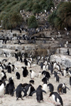 South Georgia Island - Southern Rockhopper Penguins - rookery - steps - Eudyptes chrysocome - Gorfou sauteur - Antarctic region images by C.Breschi