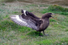 South Georgia Island - South Polar Skua - agressive pose - Catharacta maccormicki - aka MacCormick's Skua or Antarctic Skua - Antarctic region images by C.Breschi