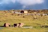 Spain / Espaa - Cantabria - Alto Campo -Braa Vieja (photo by Miguel Torres)