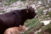 Spain - Cantabria - liva - mountain cows - photo by F.Rigaud