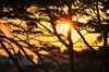 Dar es Salaam, Tanzania: sunset on the waterfront - acacia leaves - photo by M.Torres