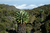 45 Tanzania - Kilimanjaro NP: Marangu Route - day 2 - a giant groundsel near the Horombo huts - Ligularia wilsoniana - photo by A.Ferrari