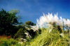 East Timor - Manatuto: Landscape with grass (photo by M.Sturges)