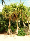 Tonga - outer island of Atata: typical vegetation - photo by G.Frysinger