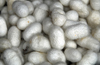 Istanbul, Turkey: silkworm cocoons - Bombyx mori - Arasta-Bazaar - Eminn-District - photo by M.Torres