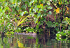 Jinja, Uganda: Nile Monitor Lizard swimming amid vegetation in Lake Victoria at the source of the Nile river (Varanus niloticus) - photo by M.Torres