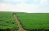 Lugazi, Buikwe District, Uganda: sugar cane plantation and dirt road - photo by M.Torres