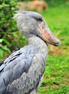 Entebbe, Wakiso District, Uganda: shoebill - (Balaeniceps rex) - photo by M.Torres