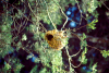 Uganda: weaver bird's nest - photo by F.Rigaud