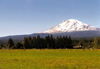 Mount Adams (Washington) - photo by P.Willis