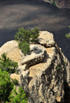 Grand Canyon National Park, Arizona, USA: South Rim - ponderosa pine on a butte top - photo by M.Torres