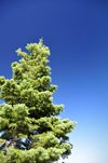 Bryce Canyon National Park, Utah, USA: Farview Point - fir tree on the rim - photo by M.Torres