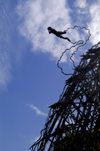 36 Vanuatu Land diver, bluesky, scaffolding, Pentecost Island (photo by B.Cain)