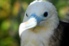 Los Testigos islands, Venezuela: close up of female frigatebird - Fregata magnificens - fauna - bird - photo by E.Petitalot