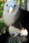 Los Testigos islands, Venezuela: female Frigatebird on a cactus - Fregata magnificens - photo by E.Petitalot