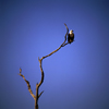 Zimbabwe - Lake Kariba, Mashonaland West province: African Fish Eagle on a dead tree - Haliaeetus vocifer - bird of prey - African fauna - photo by W.Allgower