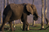 Lake Kariba, Mashonaland West province, Zimbabwe: an African Elephant walks among dead trunks along the lake shore - Loxodonta Africana - photo by C.Lovell