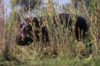 Zambezi River, Matabeleland North province, Zimbabwe: a Hippo hides in the reeds along the river banks - Hippopotamus amphibius - photo by C.Lovell